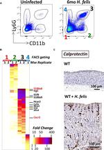 CD11b Antibody in Flow Cytometry (Flow)