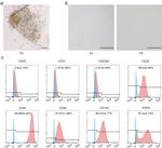 CD44 Antibody in Flow Cytometry (Flow)