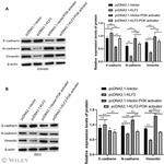 Vimentin Antibody in Western Blot (WB)