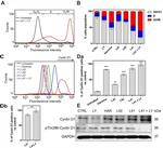 Cyclin D1 Antibody in Western Blot (WB)