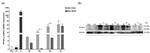 PPAR gamma Antibody in Western Blot (WB)