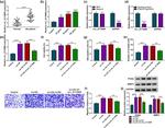 PCNA Antibody in Western Blot (WB)