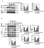 NQO1 Antibody in Western Blot (WB)