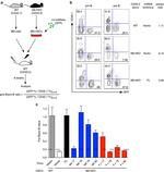 CD117 (c-Kit) Antibody in Flow Cytometry (Flow)