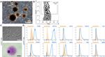 CD45R (B220) Antibody in Flow Cytometry (Flow)