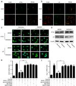 F4/80 Antibody in Immunohistochemistry (IHC)