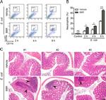 CD11b Antibody in Immunohistochemistry (IHC)