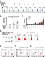 FOXP3 Antibody in Flow Cytometry (Flow)