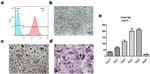 F4/80 Antibody in Flow Cytometry (Flow)