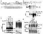 c-Myc Antibody in Western Blot, Immunoprecipitation (WB, IP)