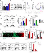 FOXP3 Antibody in Flow Cytometry (Flow)