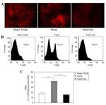 F4/80 Antibody in Flow Cytometry (Flow)