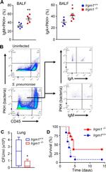 CD45R (B220) Antibody in Flow Cytometry (Flow)