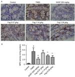 F4/80 Antibody in Immunohistochemistry, Immunohistochemistry (Paraffin) (IHC, IHC (P))