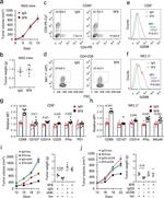 CD45 Antibody in Flow Cytometry (Flow)