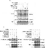 FOXP3 Antibody in Western Blot (WB)