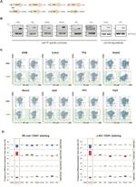 CD117 (c-Kit) Antibody in Flow Cytometry (Flow)