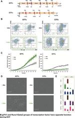 CD117 (c-Kit) Antibody in Flow Cytometry (Flow)