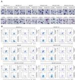 F4/80 Antibody in Flow Cytometry (Flow)