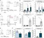 CD3 Antibody in Flow Cytometry (Flow)