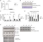 SDHA Antibody in Western Blot (WB)