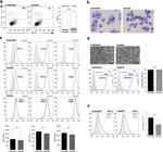 F4/80 Antibody in Flow Cytometry (Flow)