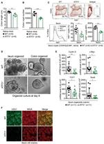 CD45R (B220) Antibody in Flow Cytometry (Flow)