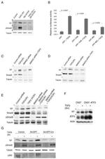 SMAD3 Antibody in Western Blot (WB)