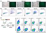 CD117 (c-Kit) Antibody in Flow Cytometry (Flow)