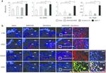 CD117 (c-Kit) Antibody in Flow Cytometry (Flow)