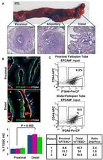 CD44 Antibody in Immunohistochemistry, Flow Cytometry (IHC, Flow)