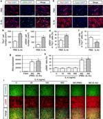 F4/80 Antibody in Flow Cytometry (Flow)