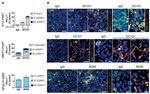 CD45R (B220) Antibody in Flow Cytometry (Flow)