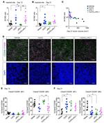 F4/80 Antibody in Immunocytochemistry, Immunohistochemistry, Flow Cytometry (ICC/IF, IHC, Flow)