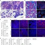 F4/80 Antibody in Immunocytochemistry, Immunohistochemistry (ICC/IF, IHC)