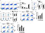 FOXP3 Antibody in Flow Cytometry (Flow)