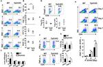 FOXP3 Antibody in Flow Cytometry (Flow)