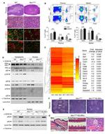 CD25 Antibody in Flow Cytometry (Flow)