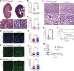 F4/80 Antibody in Immunocytochemistry, Immunohistochemistry (ICC/IF, IHC)