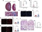 F4/80 Antibody in Immunocytochemistry, Immunohistochemistry (ICC/IF, IHC)