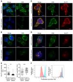 CD3 Antibody in Flow Cytometry (Flow)