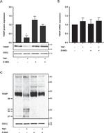 CD3 Antibody in Western Blot (WB)