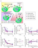 CD3 Antibody in Flow Cytometry (Flow)