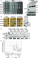 c-Myc Antibody in Immunoprecipitation (IP)