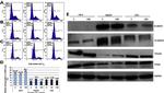 PCNA Antibody in Western Blot (WB)