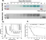 c-Myc Antibody in Western Blot (WB)