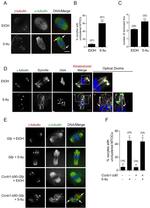 alpha Tubulin Antibody in Immunocytochemistry (ICC/IF)