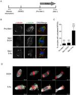 alpha Tubulin Antibody in Immunocytochemistry (ICC/IF)