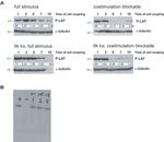 alpha Tubulin Antibody in Western Blot (WB)