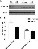 alpha Tubulin Antibody in Western Blot (WB)